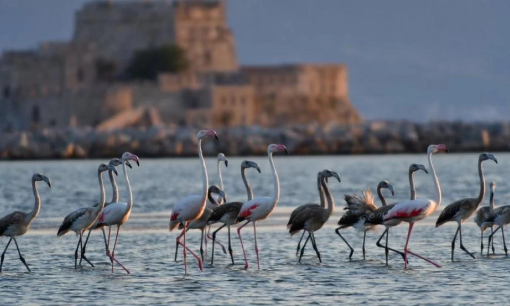 Ναύπλιο: Μαζί με την Άνοιξη ήρθαν και τα φλαμίνγκο (βίντεο)